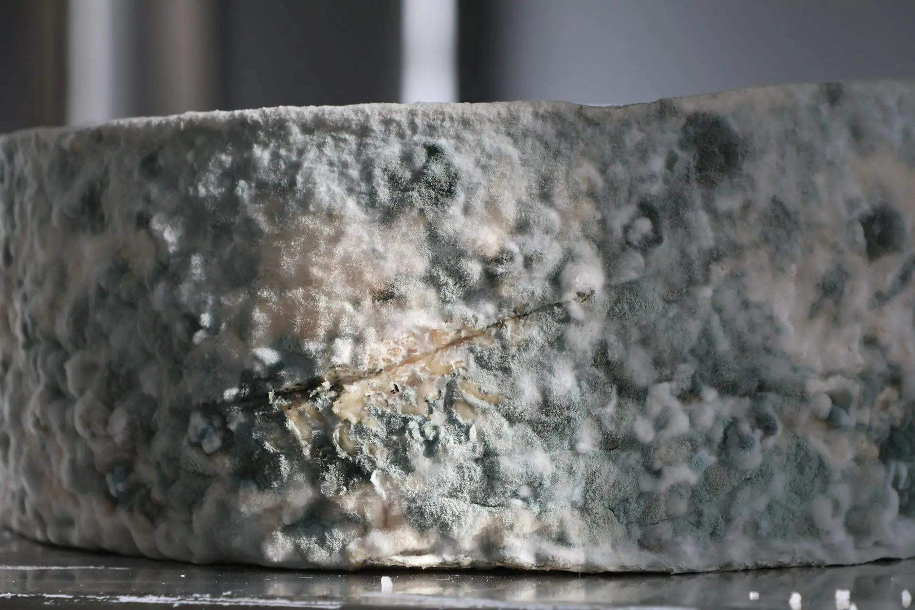 The Danger of Hidden Mold & High Humidity — Orlando